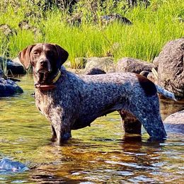 Jazzy - German Shorthaired Pointer