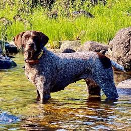 Jazzy - German Shorthaired Pointer