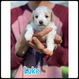 Poodle Puppies from Baird Poodles