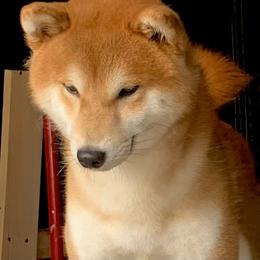 Quinn - Shiba Inu