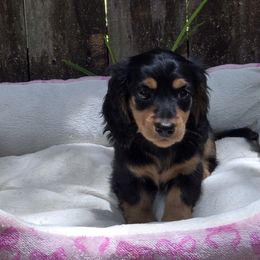 Black tan Girl - Black and tan female Dachshund puppy in Avon Park, Florida from Dachshunds