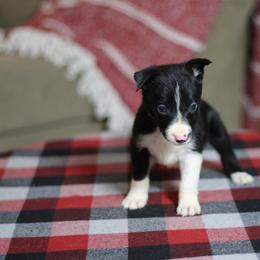 Boy 4 - Black and white male Border Collie puppy in Cadiz, Ohio from Graham Livestock