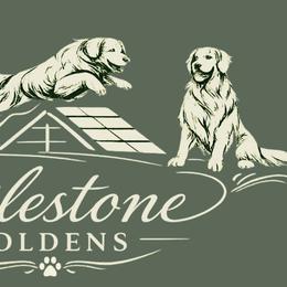 Golden Retrievers from Milestone Goldens