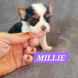 Millie - Parti female Yorkshire Terrier puppy in Middleton, Idaho from Rocky Mountain Yorkies