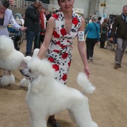 Poodle Puppies from Lacy Lane Poodles
