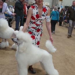 Poodle Puppies from Lacy Lane Poodles