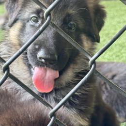German Shepherd puppies from Patmar German Shepherds