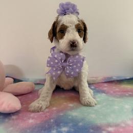 Light purple collar - Parti female Goldendoodle puppy in Pawtucket, Rhode Island from Ds_minidoodles