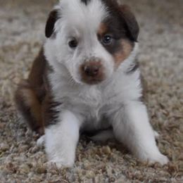 English Shepherd Puppies from LiquidMoon English Shepherds