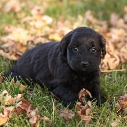 Raven - Black female Whoodle puppy in West Bend, Iowa from Blue Skies Terriers