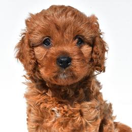 Boy 1 - male Cavapoo puppy in Temecula, California from Designer Doodles