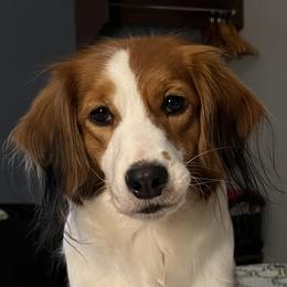 SALSA - Nederlandse Kooikerhondje