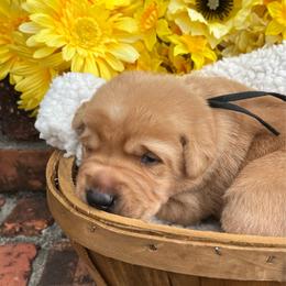 Black Collar Male - Yellow male Labrador Retriever puppy in Hurtsboro, Alabama from PARK’s Family Farm