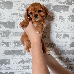Cavalier King Charles Spaniel puppies from Kingston’s Cavaliers