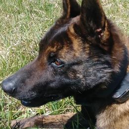 Kairos  - Dutch Shepherd