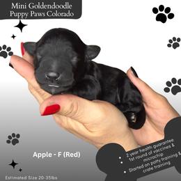 Apple - Black female Goldendoodle puppy in Fort Lupton, Colorado from Puppy Paws Colorado