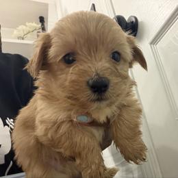 Luke -Boy 1 - Chocolate and tan male Yorkshire Terrier puppy in Selden, New York from Alisha's Yorkshire Terriers