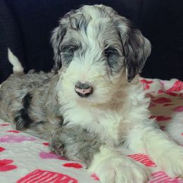 Violet - Aussiedoodle puppy in Suisun City, California from Spandoodles