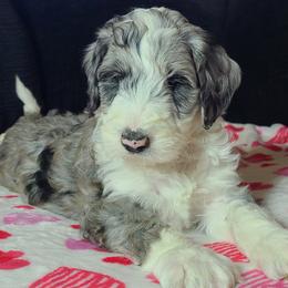 Violet - Aussiedoodle puppy in Suisun City, California from Spandoodles
