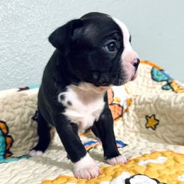 Rory - Black and white male Boston Terrier puppy in Pahrump, Nevada from Lujan Ranch