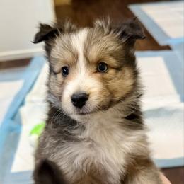 Brownie - Wolf sable female Pomsky puppy in Magnolia, Texas from Solace Shelties and Pomskies