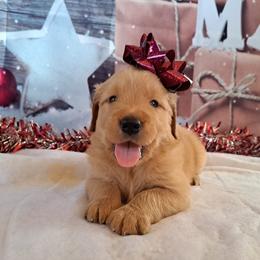 Golden Retriever Puppies from NORTHERN LIGHTS GOLDENS