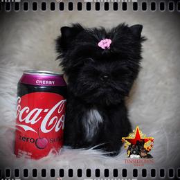 Yorkshire Terrier Puppies from Tinseltown Yorkies