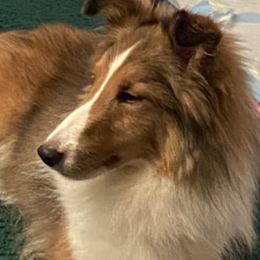 Shetland Sheepdogs from Crown Dreams Shetland Sheepdogs