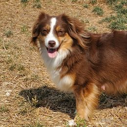 Cinder - Miniature Australian Shepherd