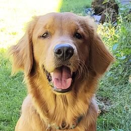 PIPER - Golden Retriever