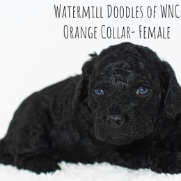 Australian Labradoodle and Cockapoo Puppies from Watermill Doodles of WNC