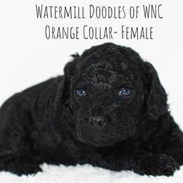 Australian Labradoodle and Cockapoo Puppies from Watermill Doodles of WNC