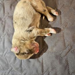 Boo - Red merle male Australian Shepherd puppy in Abilene, Texas from S&K Aussies N' Rotties
