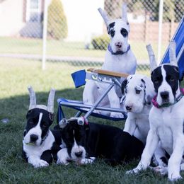 Great Danes from TriLa Great Danes