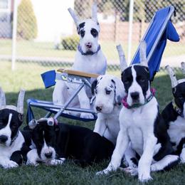 Great Danes from TriLa Great Danes