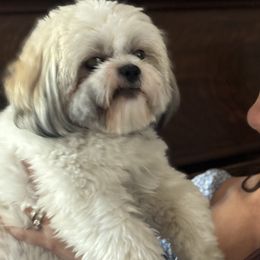 Cavatzus and Shih Tzus from Charming Woofs
