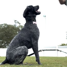 German Shorthaired Pointer All Grown Up from Owl Ranch GSP