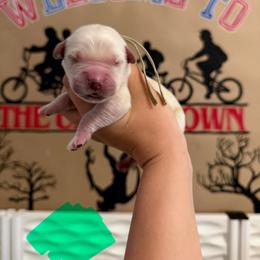 Maxine - Golden female Golden Retriever puppy in Duncan, South Carolina from Glimmer Goldens