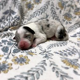 Rumor - Blue merle male Australian Shepherd puppy in Sedalia, Missouri from Affinity Aussies