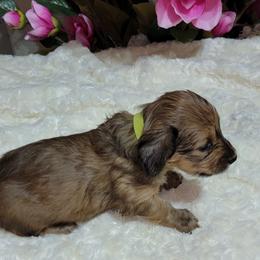 Dachshund Puppies from CLARK'S BREEDING PROGRAM