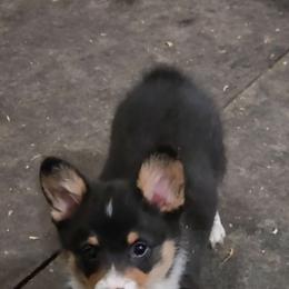 American Corgi and Pembroke Welsh Corgi Puppies from Nightstreak Corgis