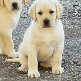 Labrador Retriever Puppies from Sommit Labradors