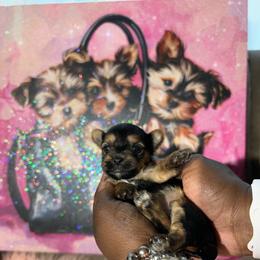 Zuri - Black and tan female Yorkshire Terrier puppy in Lynwood, Illinois from SaintNicksWay
