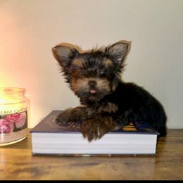 Kiki - Black and tan male Yorkshire Terrier puppy in Cape Coral, Florida from Katherine’s Yorkies and Poodles