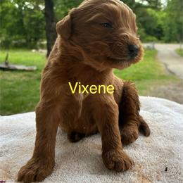 Vixene - Red  female Goldendoodle puppy in Oklahoma City, Oklahoma from Foneb Farm - The F1B Farm