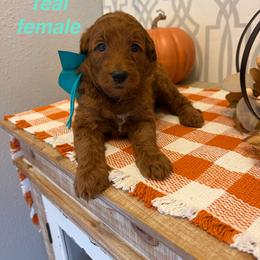 Teal female - Red  female Goldendoodle puppy in Haughton, Louisiana from Bailey’s Cajun Canines
