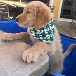 Werthers - Red  male Goldendoodle puppy in Tybee Island, Georgia from Castaway Doodles