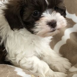 Mal-Shi and Shihpoo Puppies from 3 doodles’ littles