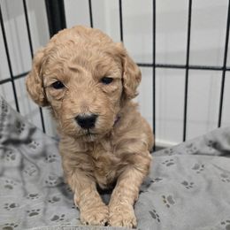 Popcorn - Apricot female Poodle puppy in Goodyear, Arizona from Moving and Grooving Pups