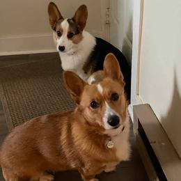 Pembroke Welsh Corgis from Gwenaf Pembroke Welsh Corgis